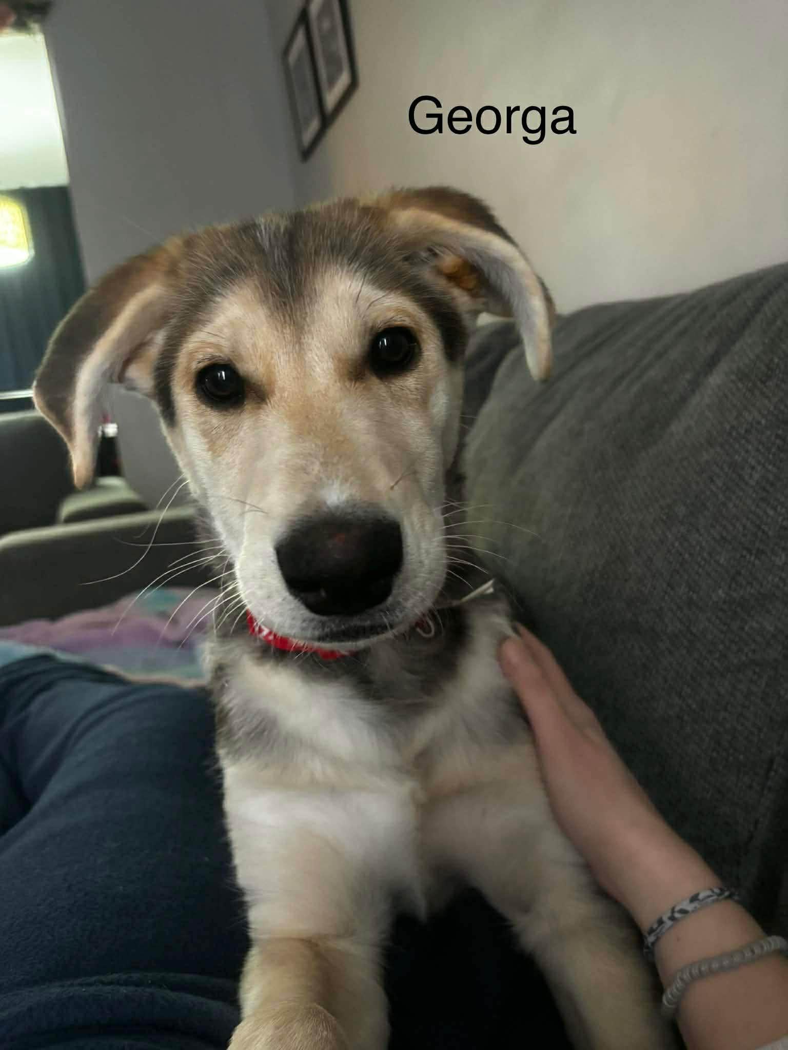 Georga (20251222-10)