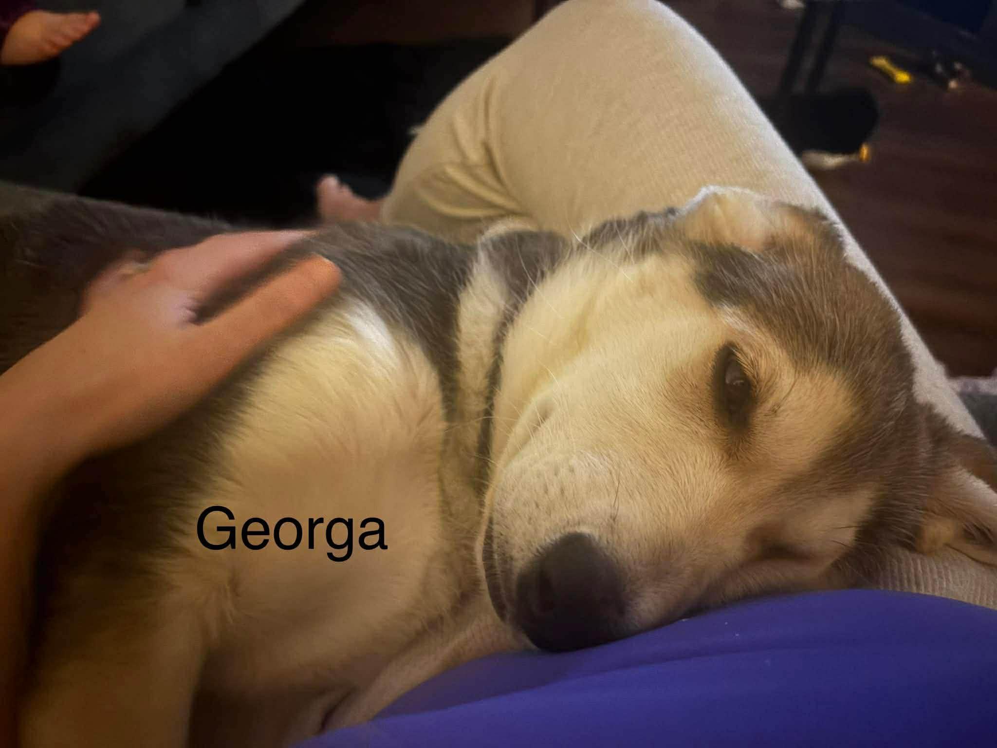 Georga (20251222-10) — thumbnail 2