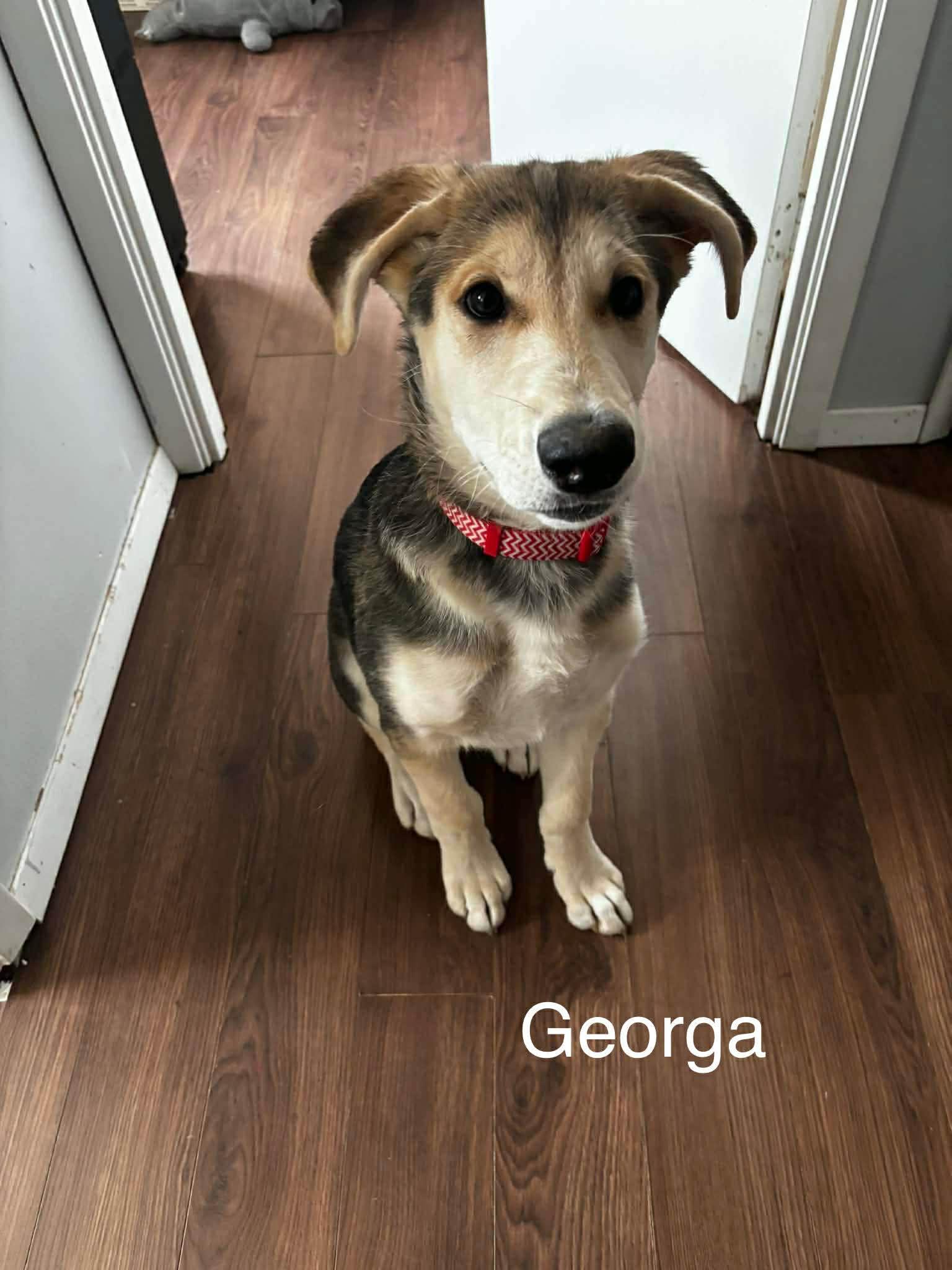 Georga (20251222-10) — thumbnail 3