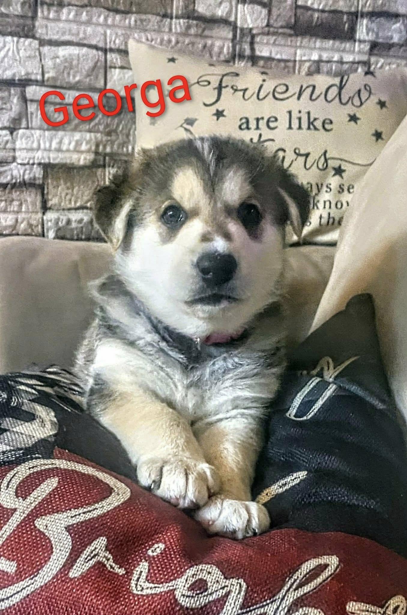 Georga (20251222-10) — thumbnail 5