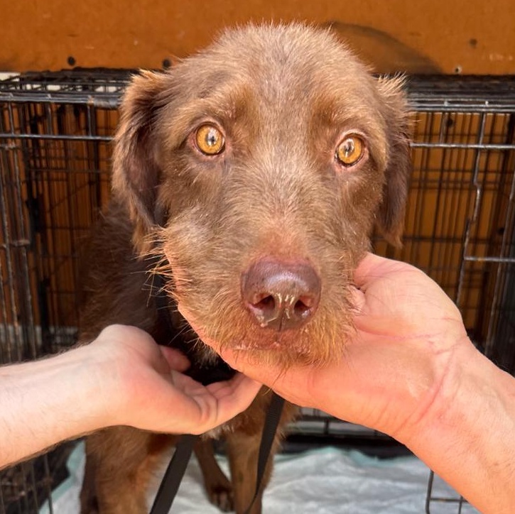 William, a Adoptable Irish Wolfhound in Shickshinny , PA image 1/4