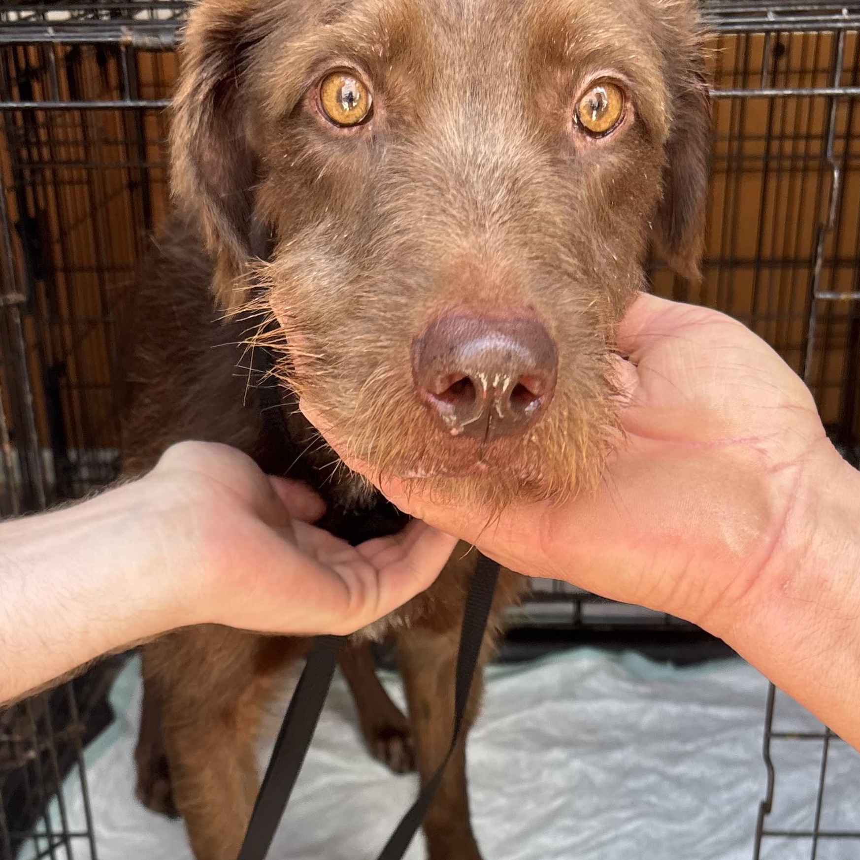William, a Adoptable Irish Wolfhound in Shickshinny , PA image 4/4