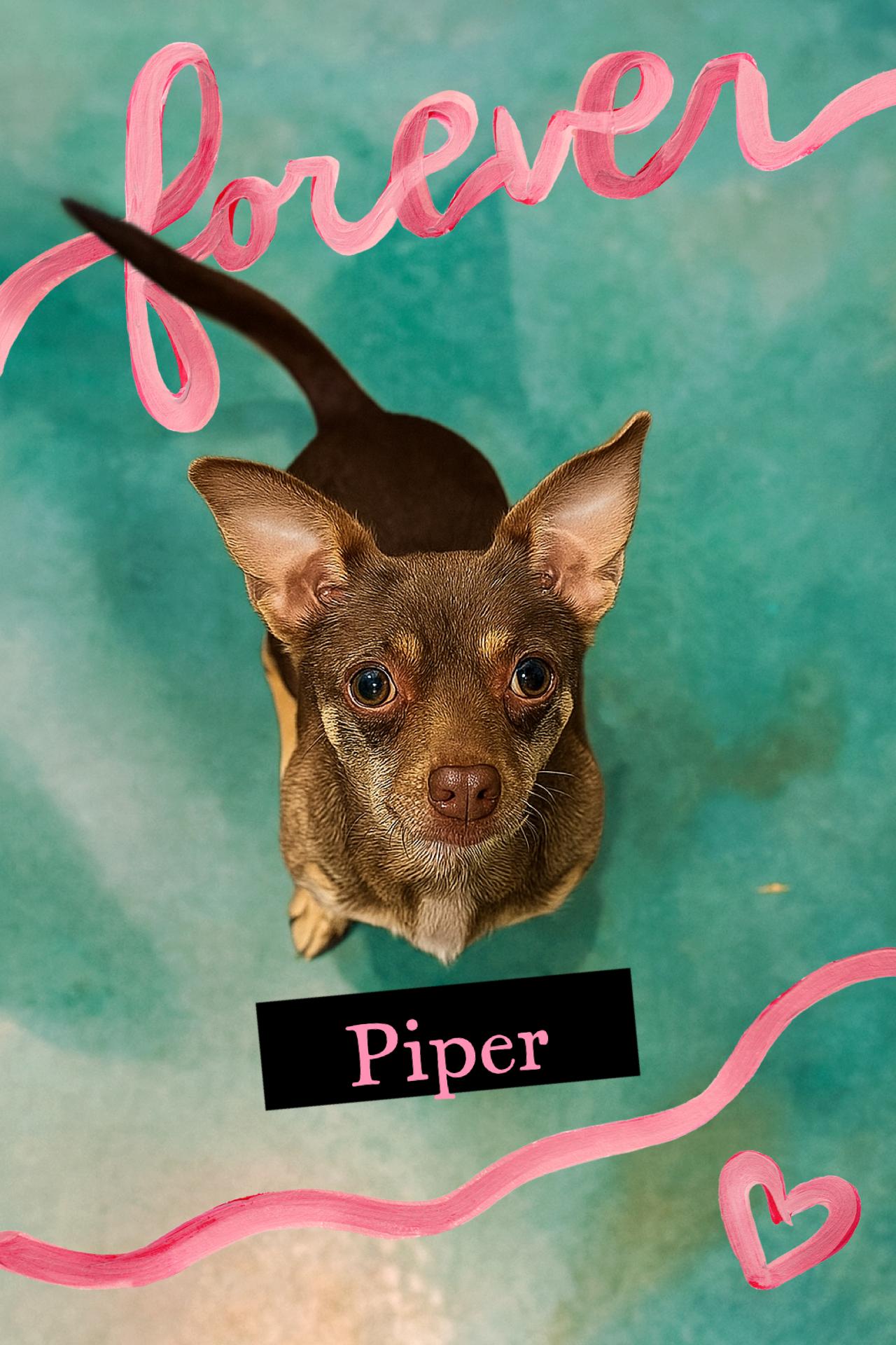 Piper