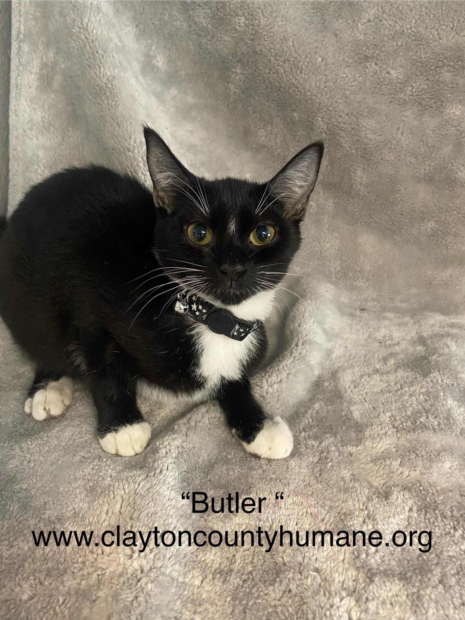 Enlarge Butler, a Adoptable Domestic Short Hair in Jonesboro, GA image 1/1
