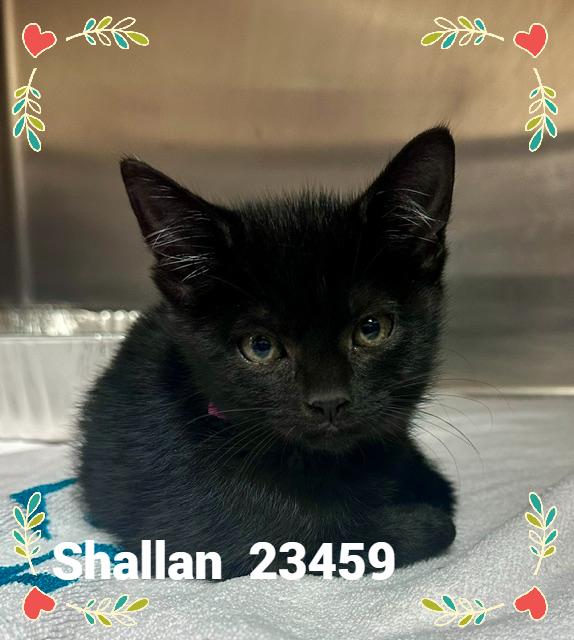 Enlarge SHALLAN, a Adopted mixed breed in Marietta, GA image 2/4