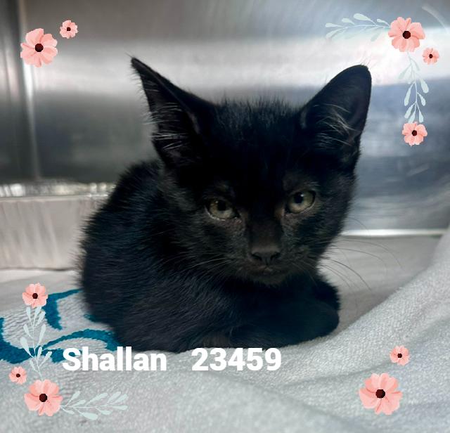 Enlarge SHALLAN, a Adopted mixed breed in Marietta, GA image 3/4