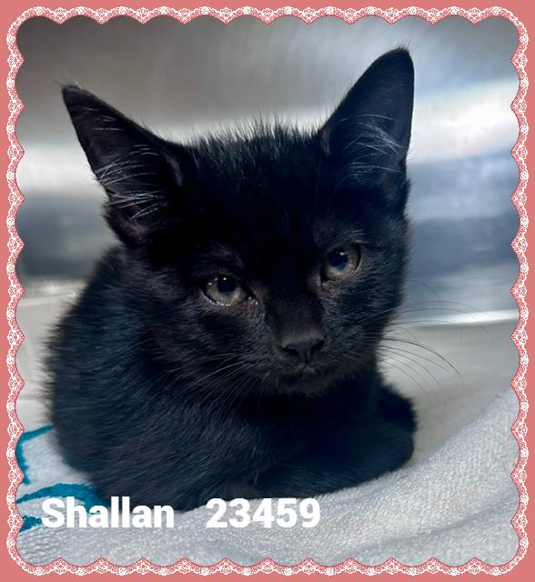 SHALLAN, Adopted, Kitten Female Domestic Short Hair.
