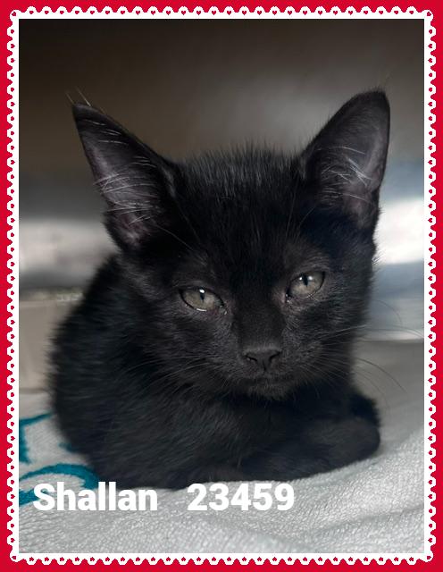 Enlarge SHALLAN, a Adopted mixed breed in Marietta, GA image 4/4