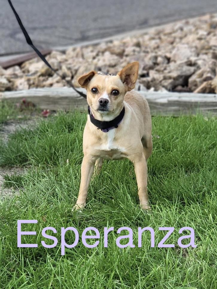 Enlarge Esperanza, a Adopted mixed breed in Zimmerman, MN image 2/3