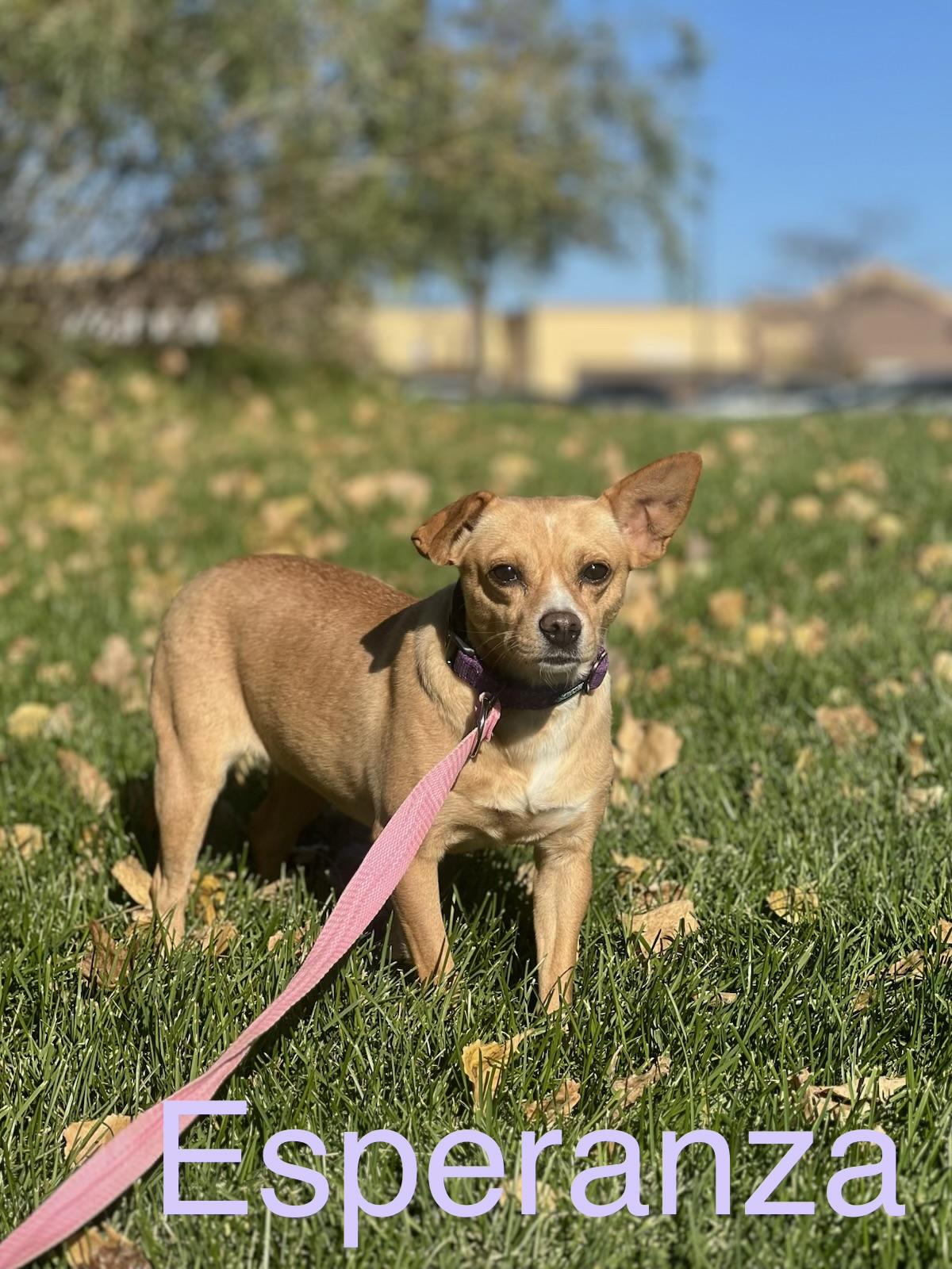 Enlarge Esperanza, a Adopted mixed breed in Zimmerman, MN image 1/3