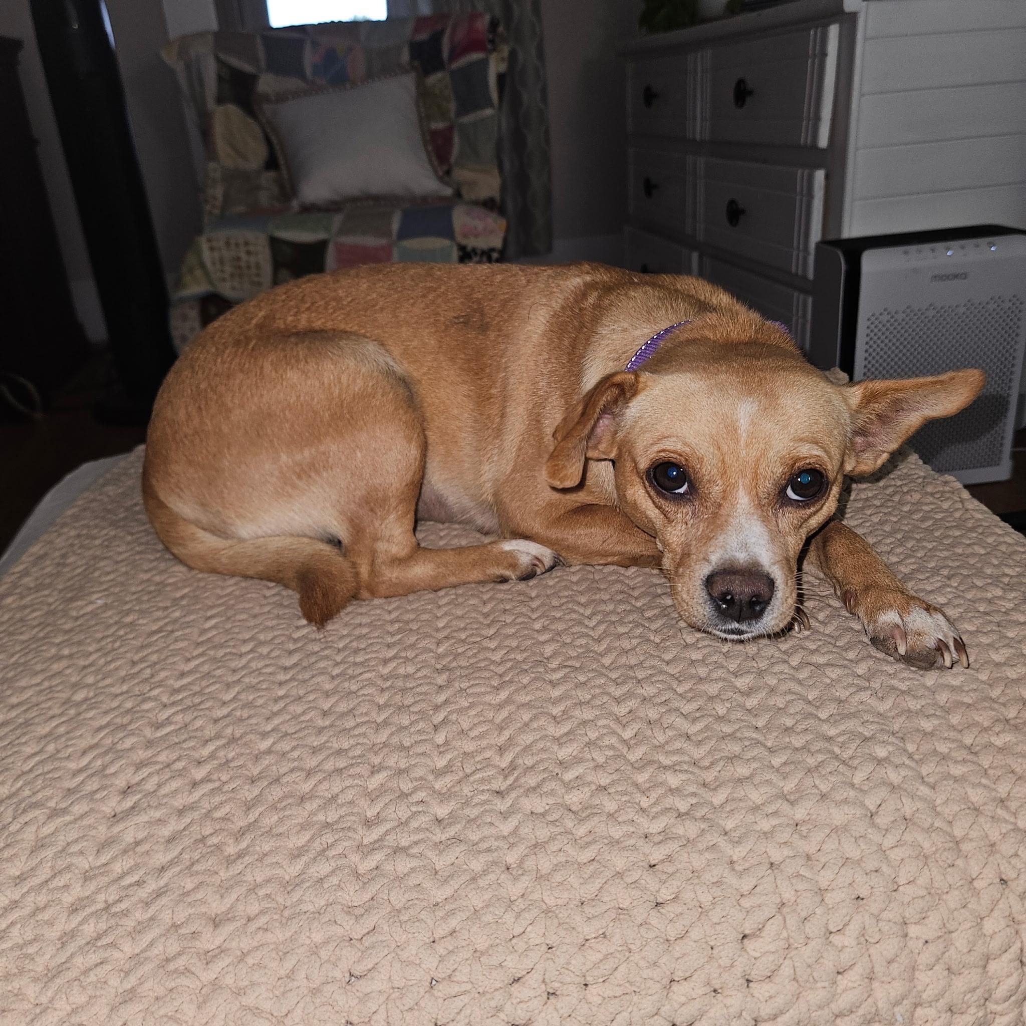Enlarge Esperanza, a Adopted mixed breed in Zimmerman, MN image 3/3
