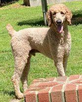 Gohan, Adopted, Adult Male Poodle.