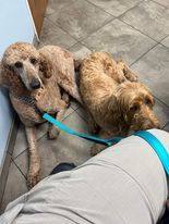 Enlarge Gohan, a Adopted Poodle in Pikeville, NC image 2/3