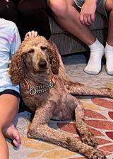 Enlarge Gohan, a Adopted Poodle in Pikeville, NC image 3/3