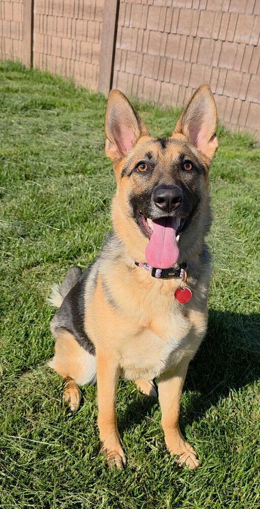 Bonnie, Adoptable, Young Female German Shepherd Dog.