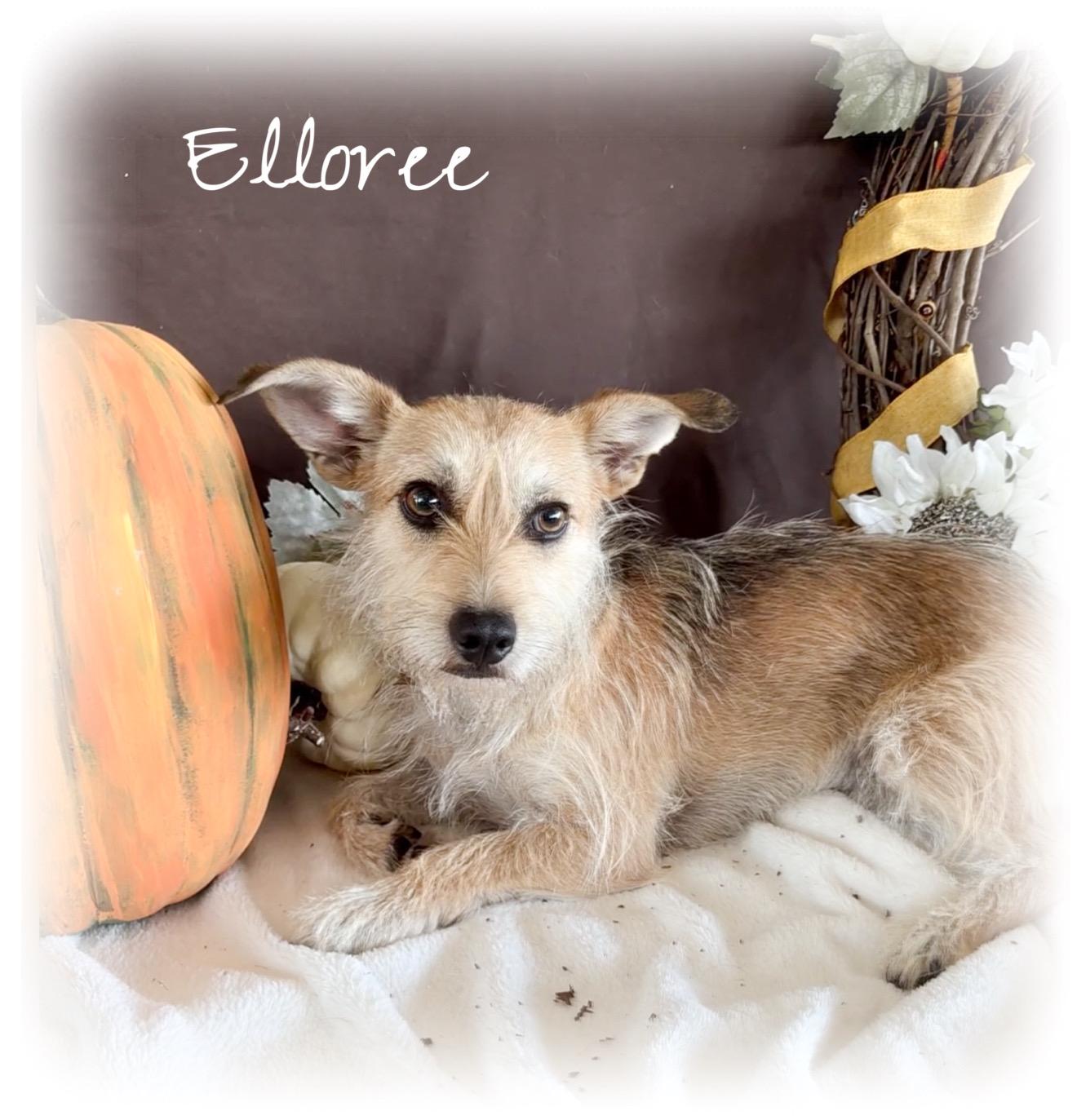 Elloree, adoptable, Young Female Terrier.