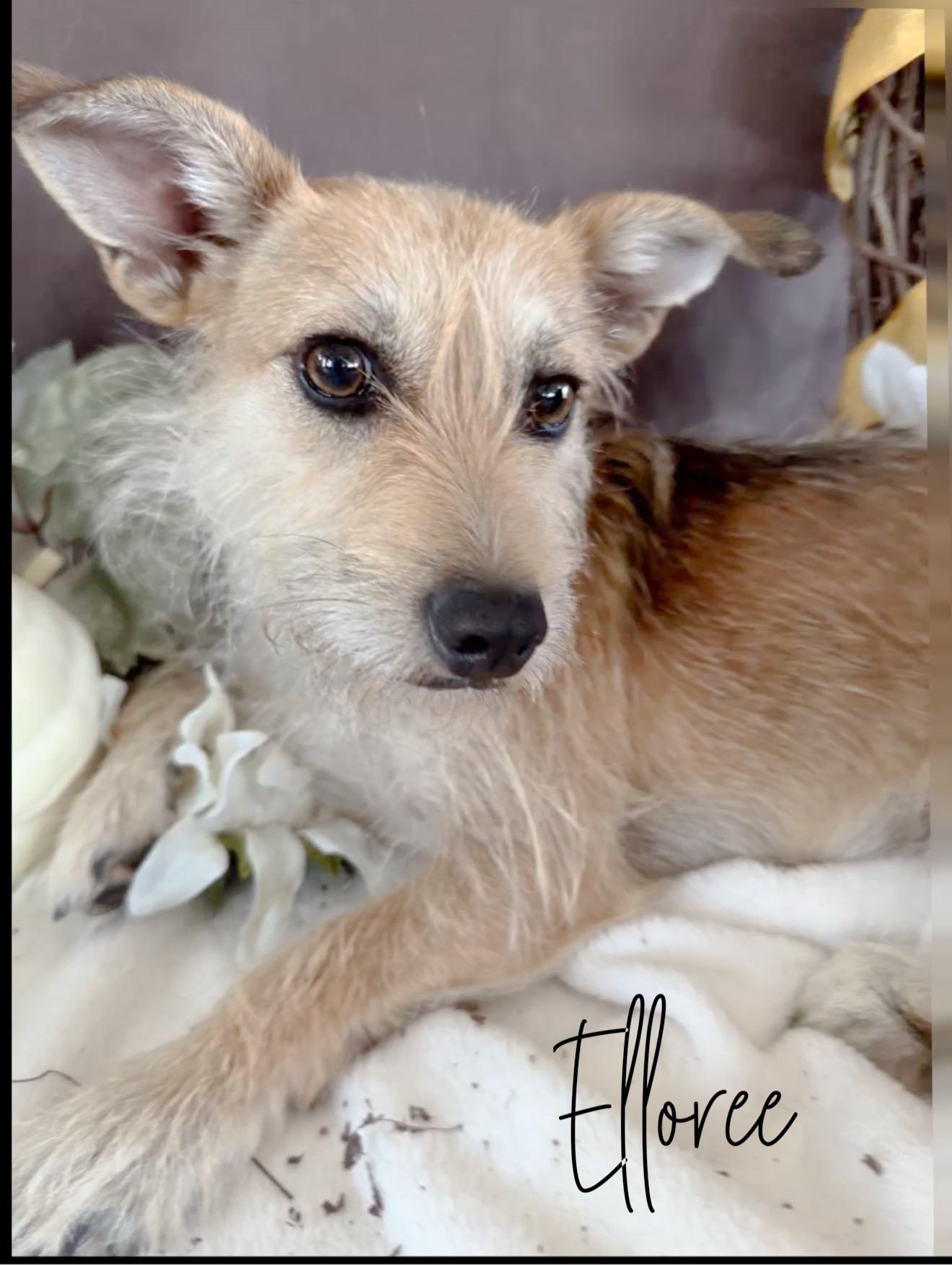 Enlarge Elloree, an adoptable mixed breed in Tulsa, OK image 5/5