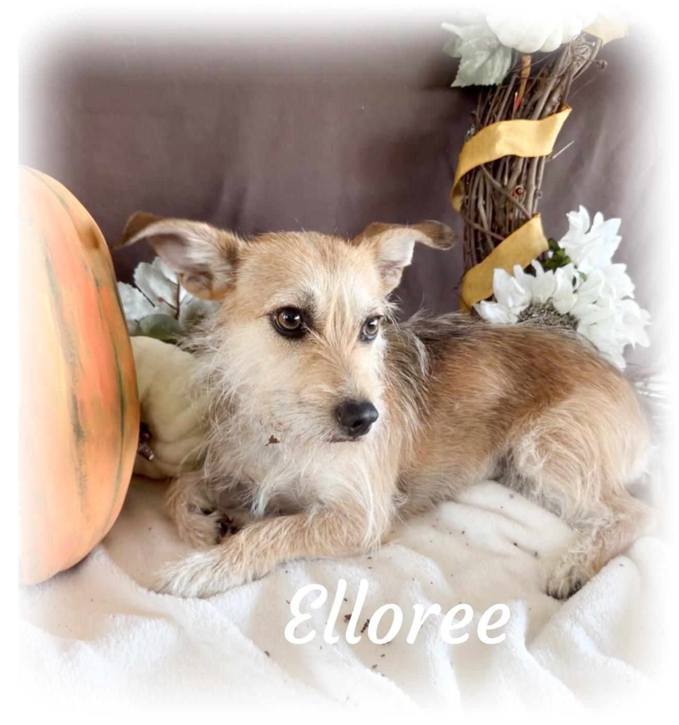 Enlarge Elloree, an adoptable mixed breed in Tulsa, OK image 3/5
