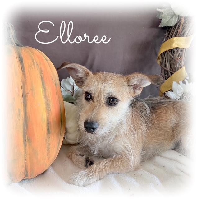 Enlarge Elloree, an adoptable mixed breed in Tulsa, OK image 4/5