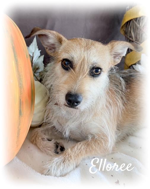 Enlarge Elloree, an adoptable mixed breed in Tulsa, OK image 2/5