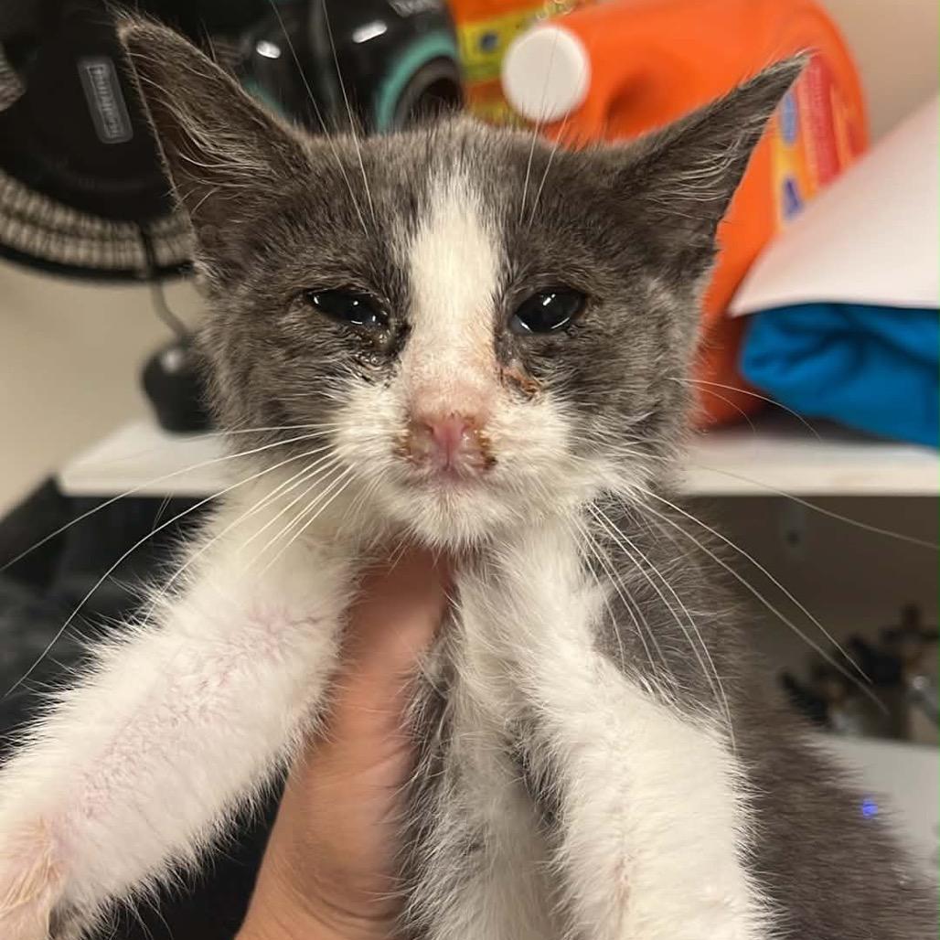 Enlarge Nutmeg, a Adoptable Domestic Short Hair in Pasadena , MD image 1/1