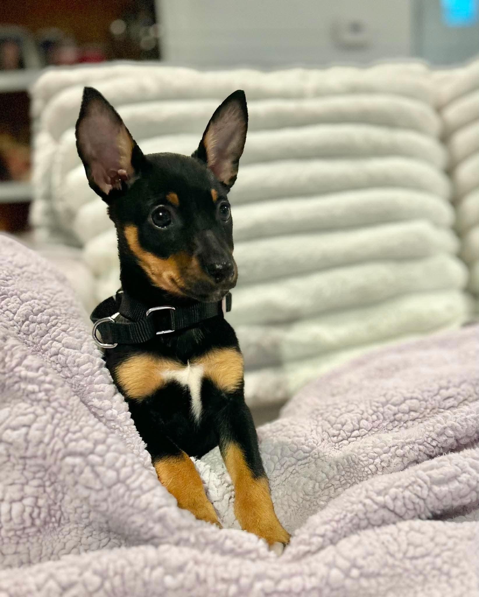 Lily, ADOPTABLE, Puppy Female Mixed Breed.