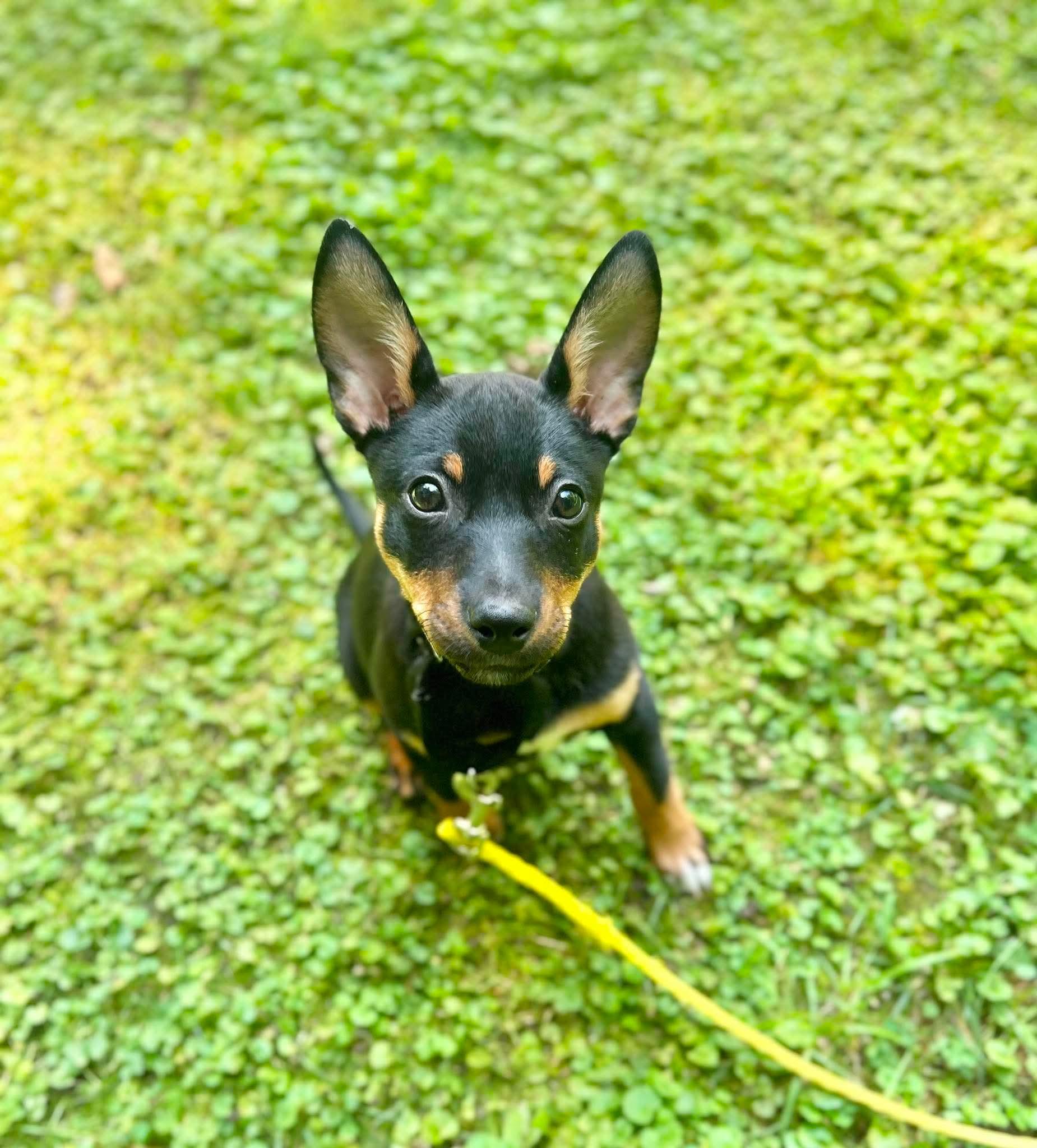 Lily, a ADOPTABLE mixed breed in Griswold, CT image 2/5