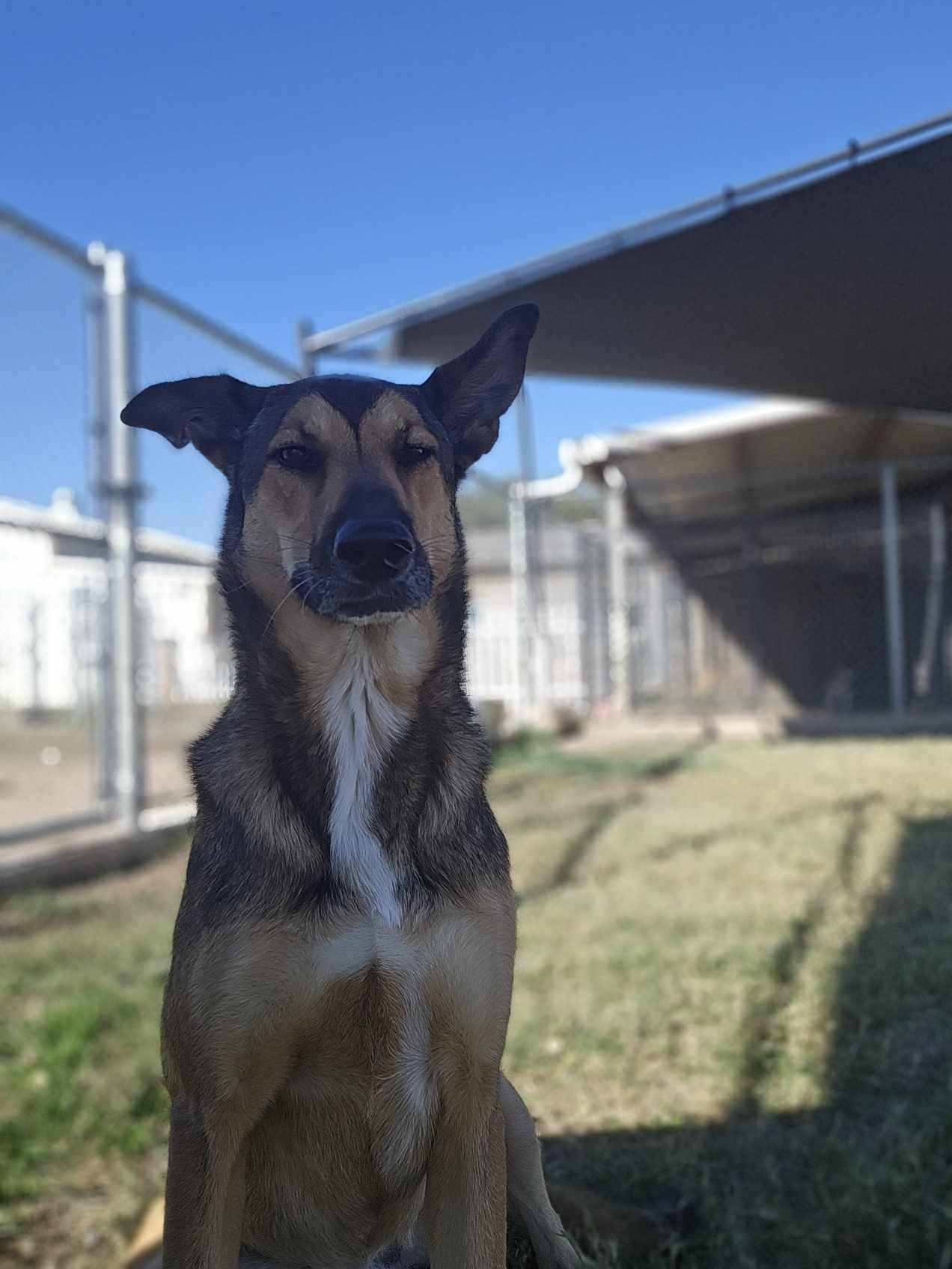 Millie, Adoptable, Adult Female Husky & German Shepherd Dog.