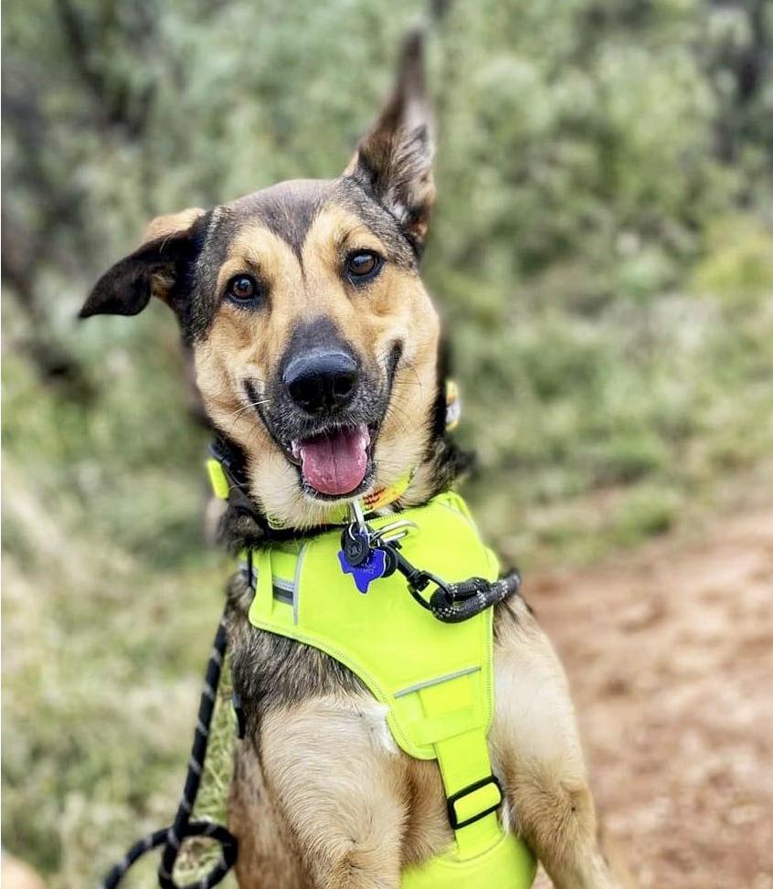 Enlarge Millie, a Adoptable mixed breed in San Angelo , TX image 2/6