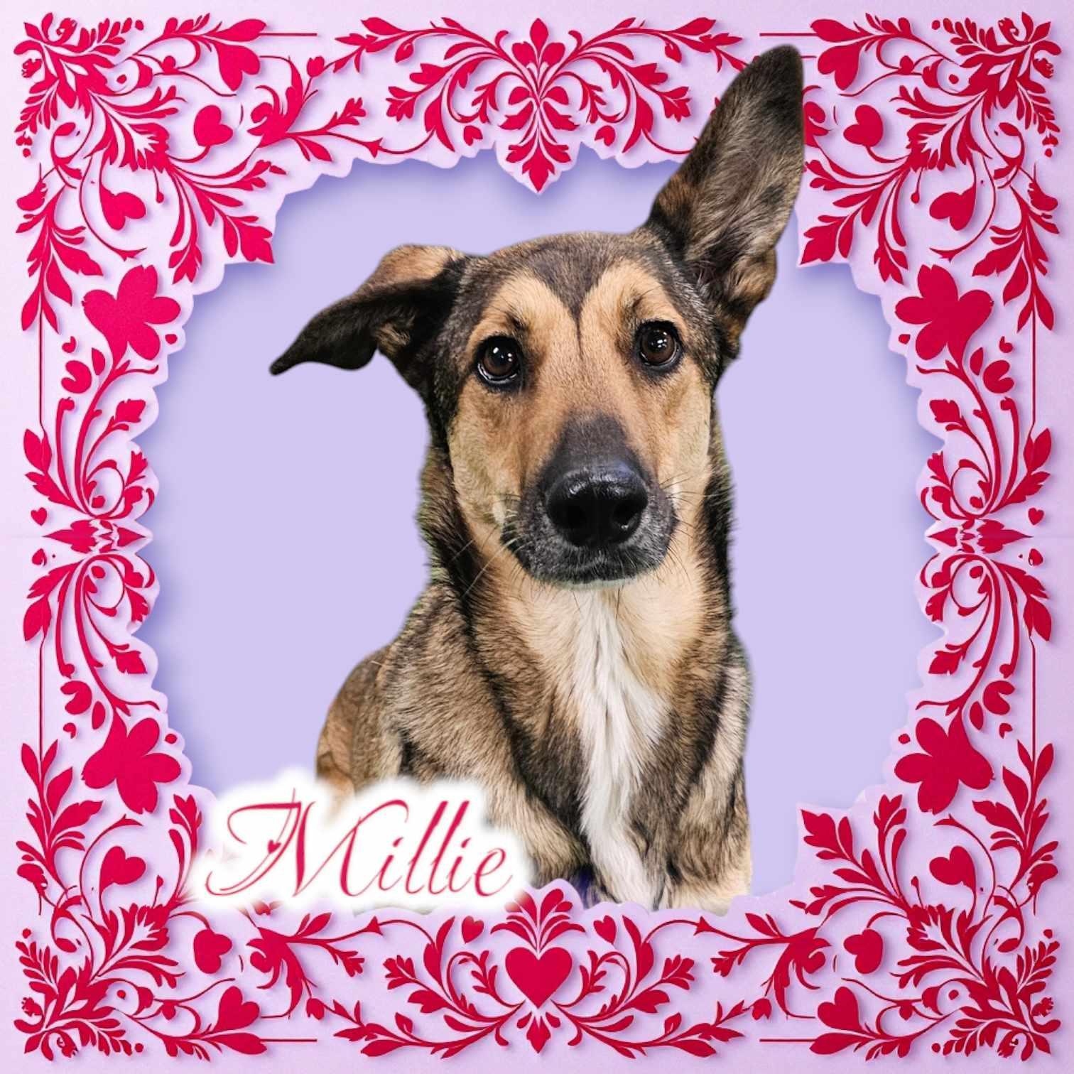 Enlarge Millie, a Adoptable mixed breed in San Angelo , TX image 4/6