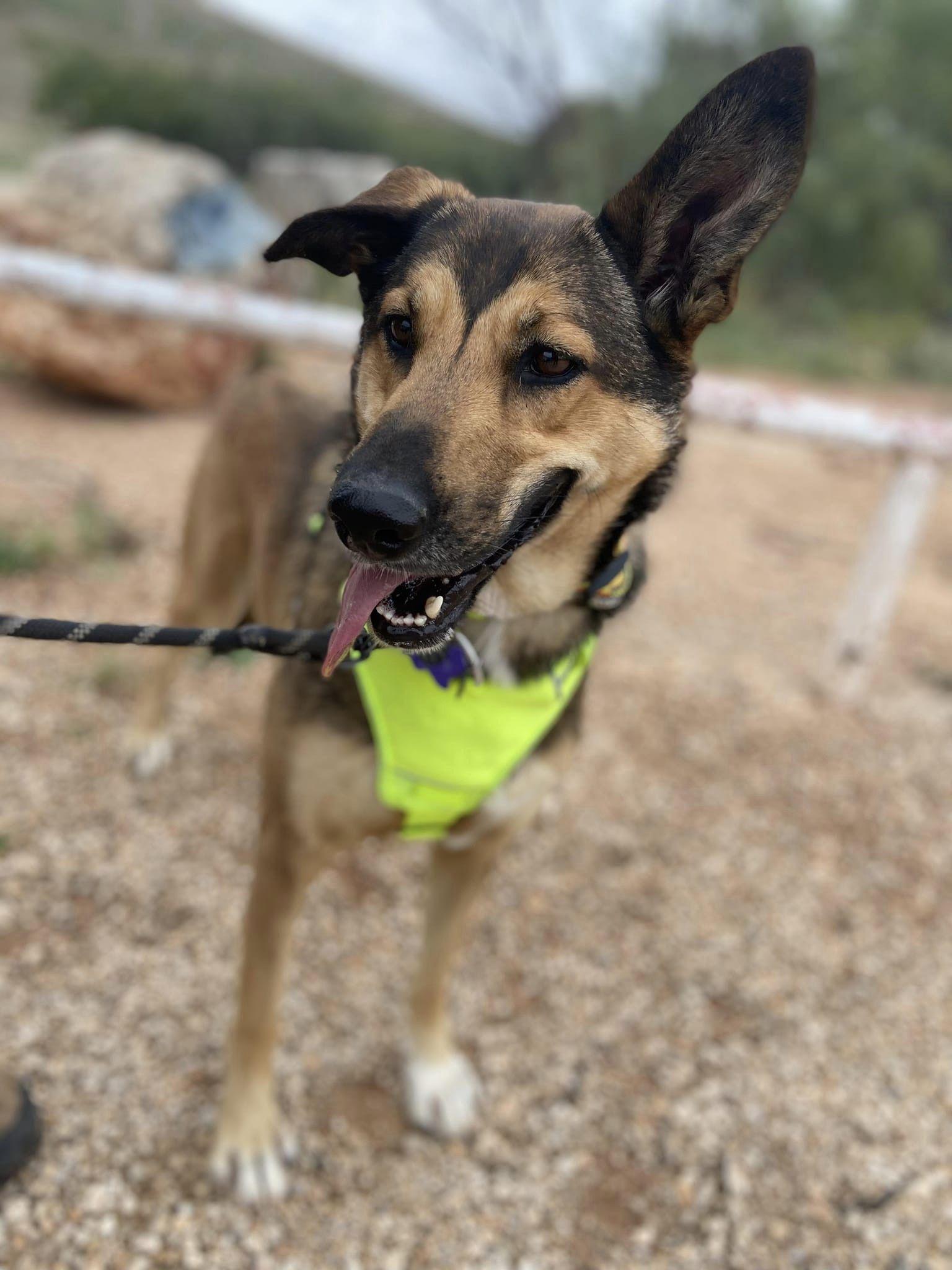 Enlarge Millie, a Adoptable mixed breed in San Angelo , TX image 5/6