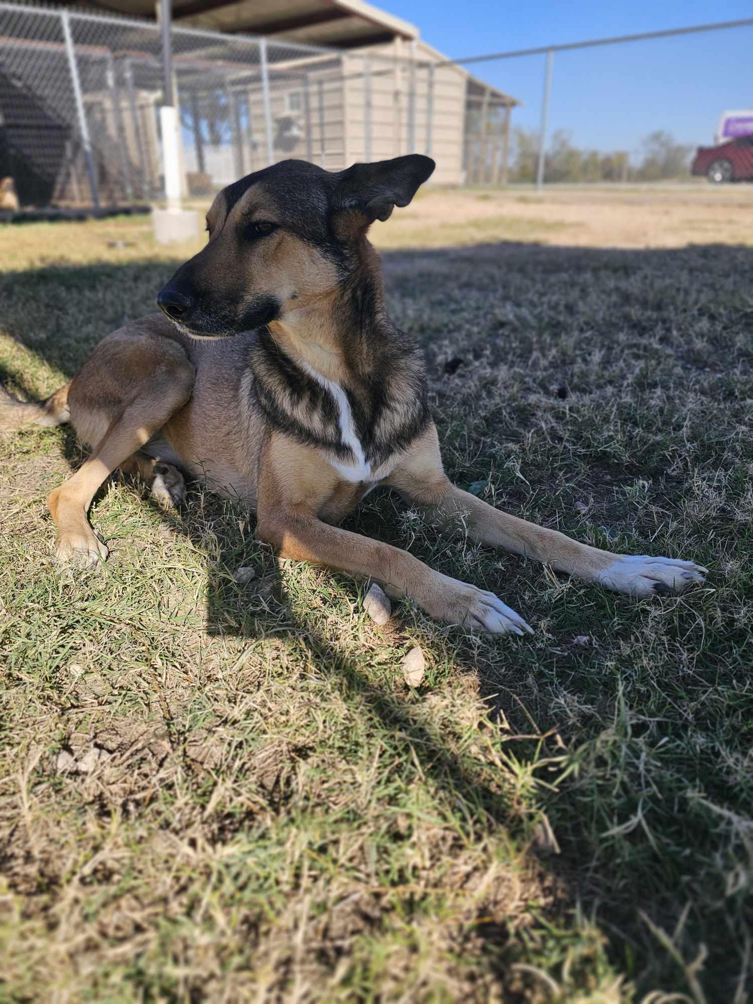 Enlarge Millie, a Adoptable mixed breed in San Angelo , TX image 6/6