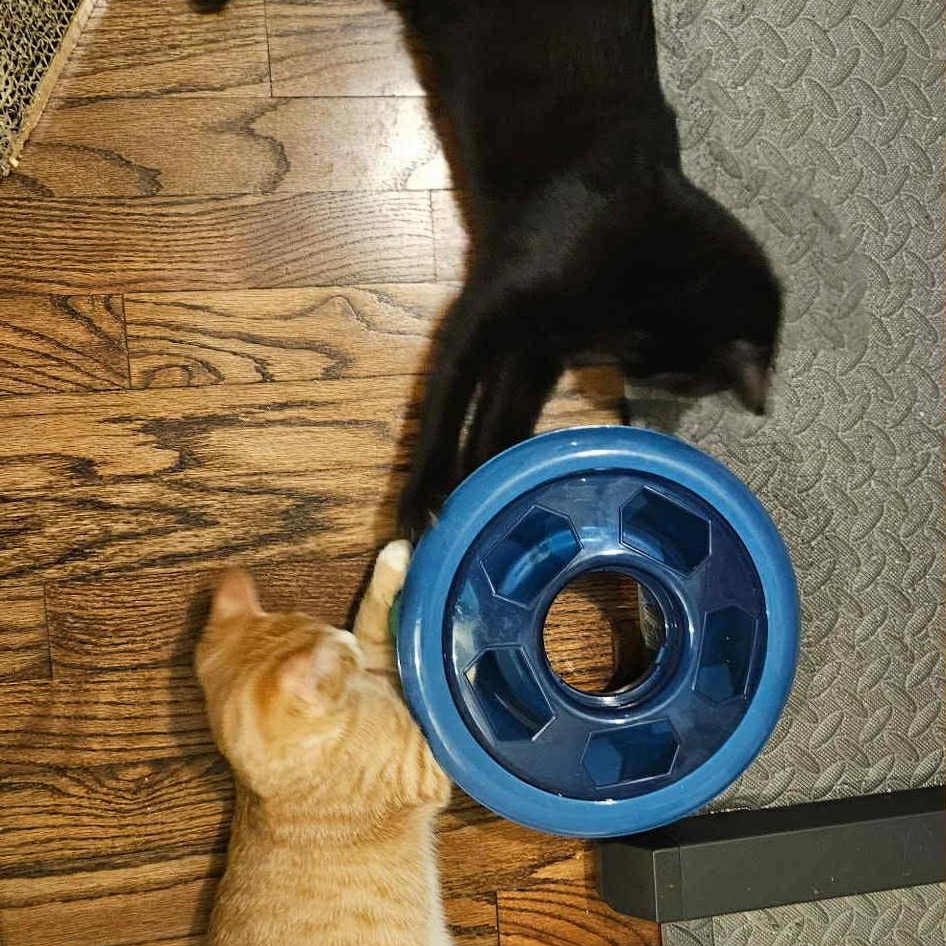 Onyx & Phoenix - Bonded Pair, a Adoptable mixed breed in Tacoma, WA image 1/5