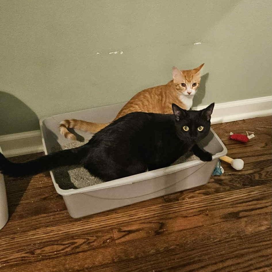 Onyx & Phoenix - Bonded Pair