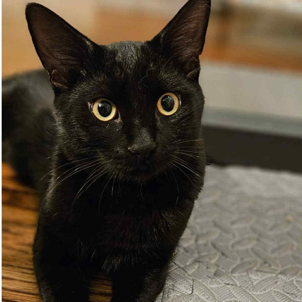 Onyx & Phoenix - Bonded Pair