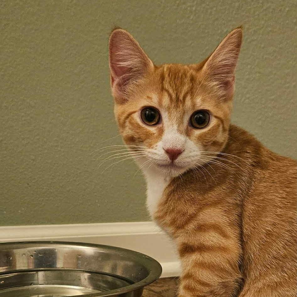 Onyx & Phoenix - Bonded Pair, a Adoptable mixed breed in Tacoma, WA image 5/5