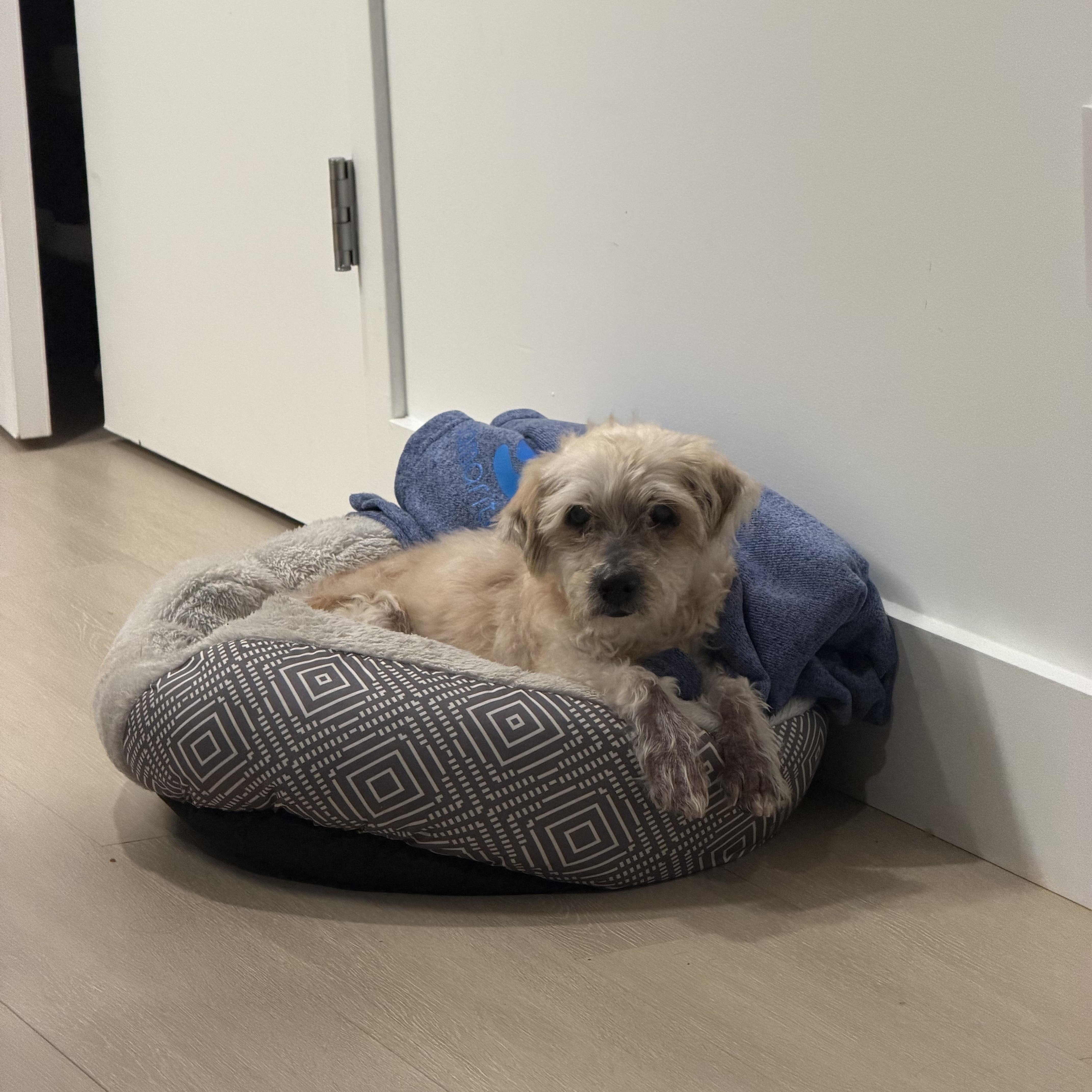 Enlarge Alastor, a ADOPTABLE Mixed Breed in Fairfield, CT image 2/4