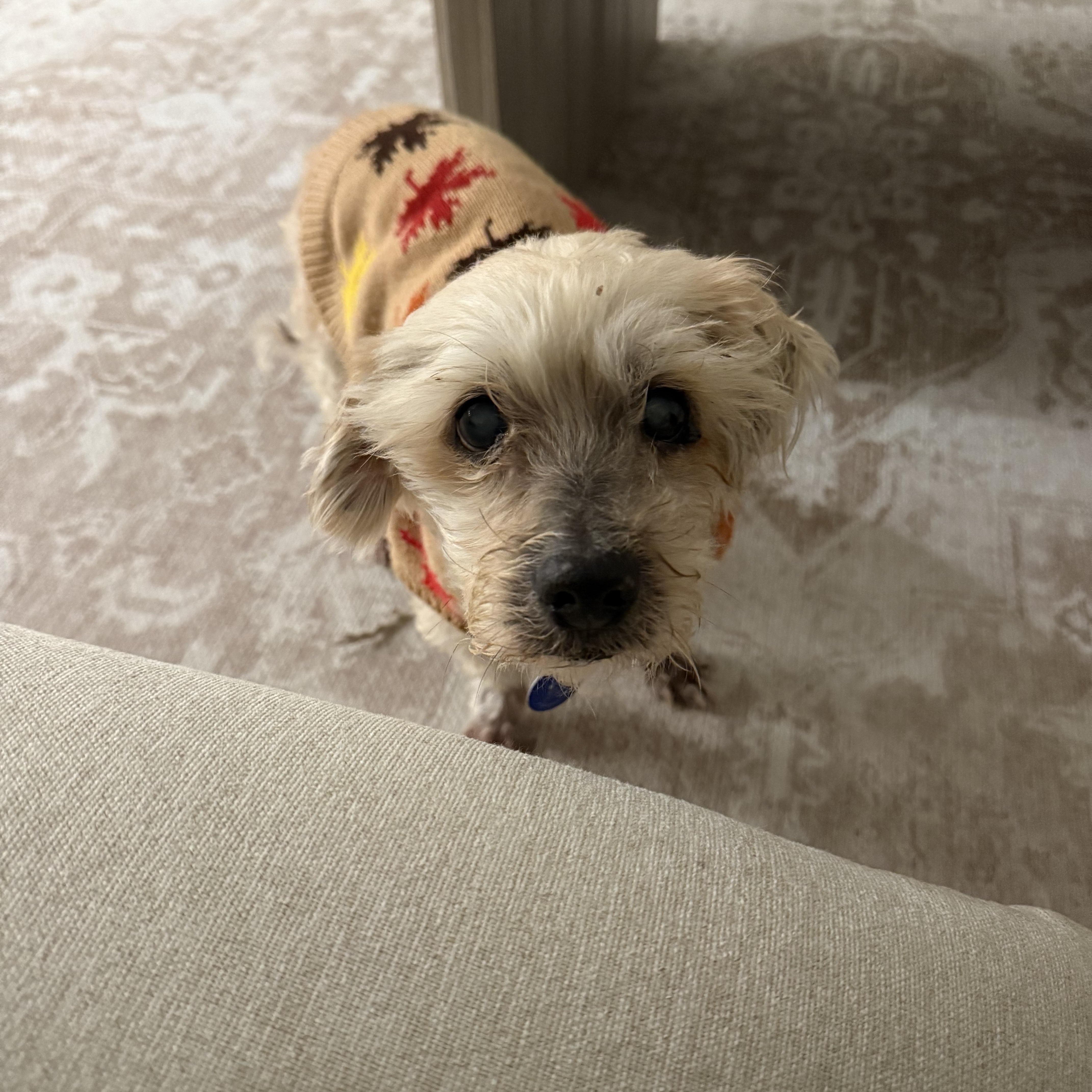 Enlarge Alastor, a ADOPTABLE Mixed Breed in Fairfield, CT image 3/4