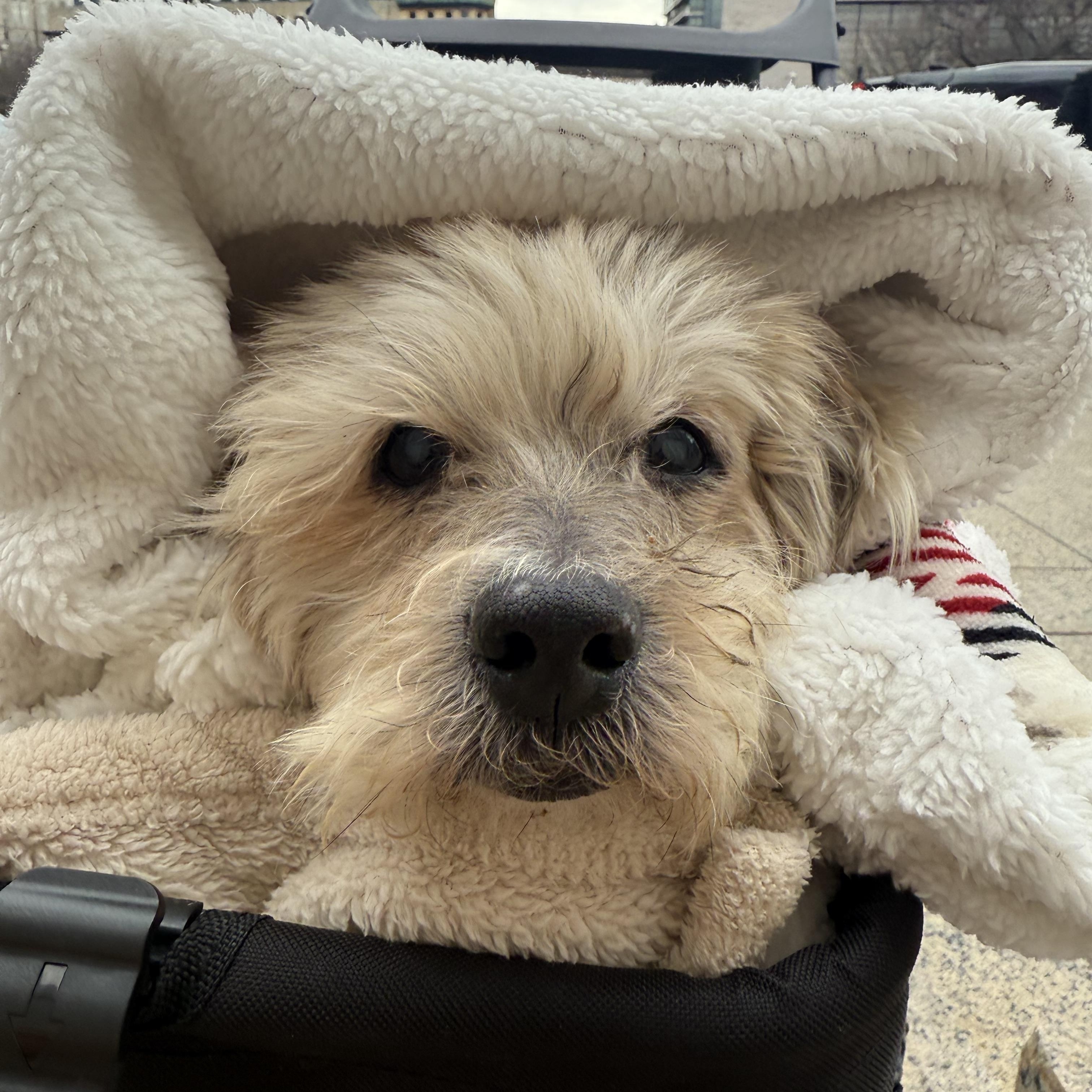 Alastor, ADOPTABLE, Senior Male Mixed Breed.