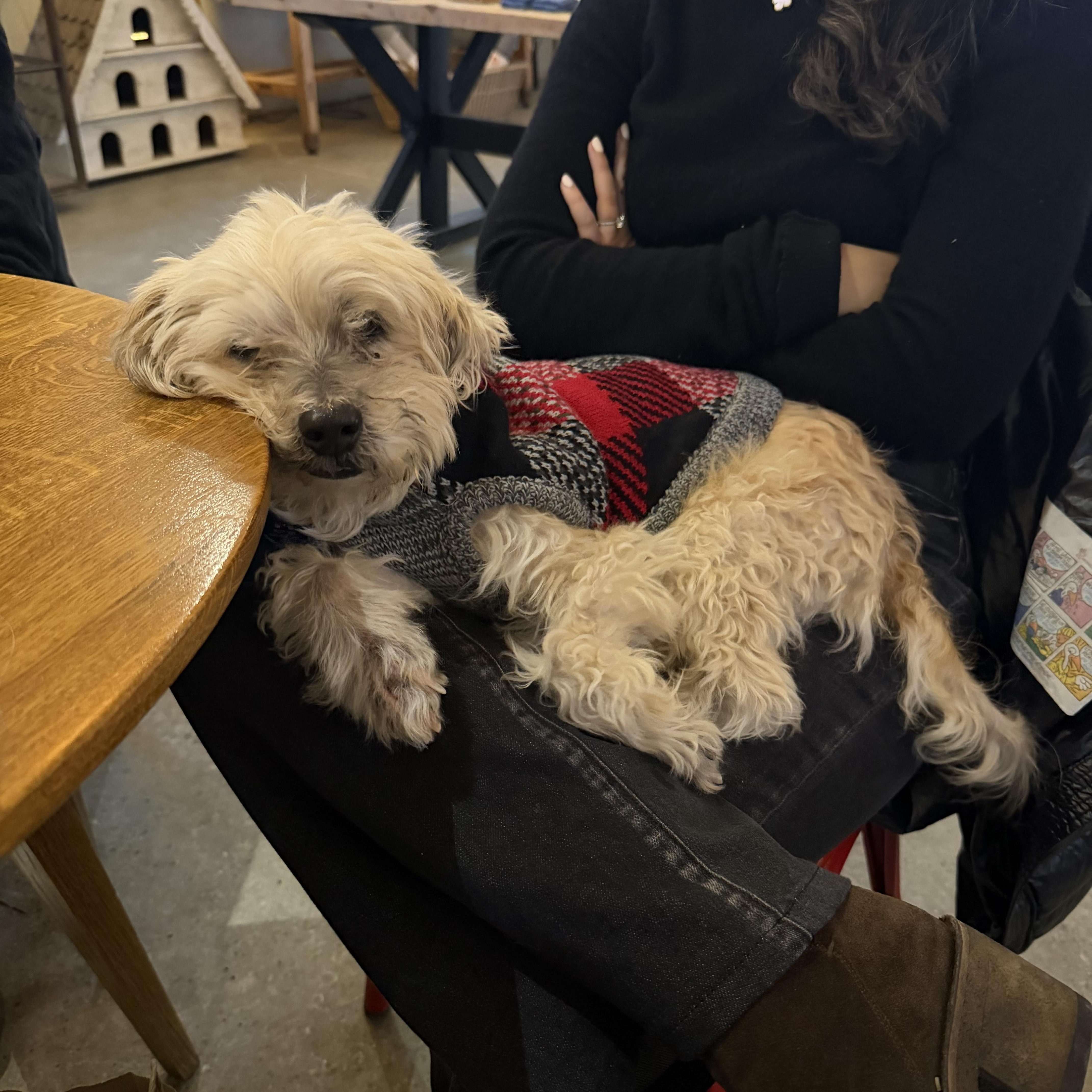 Enlarge Alastor, a ADOPTABLE Mixed Breed in Fairfield, CT image 4/4