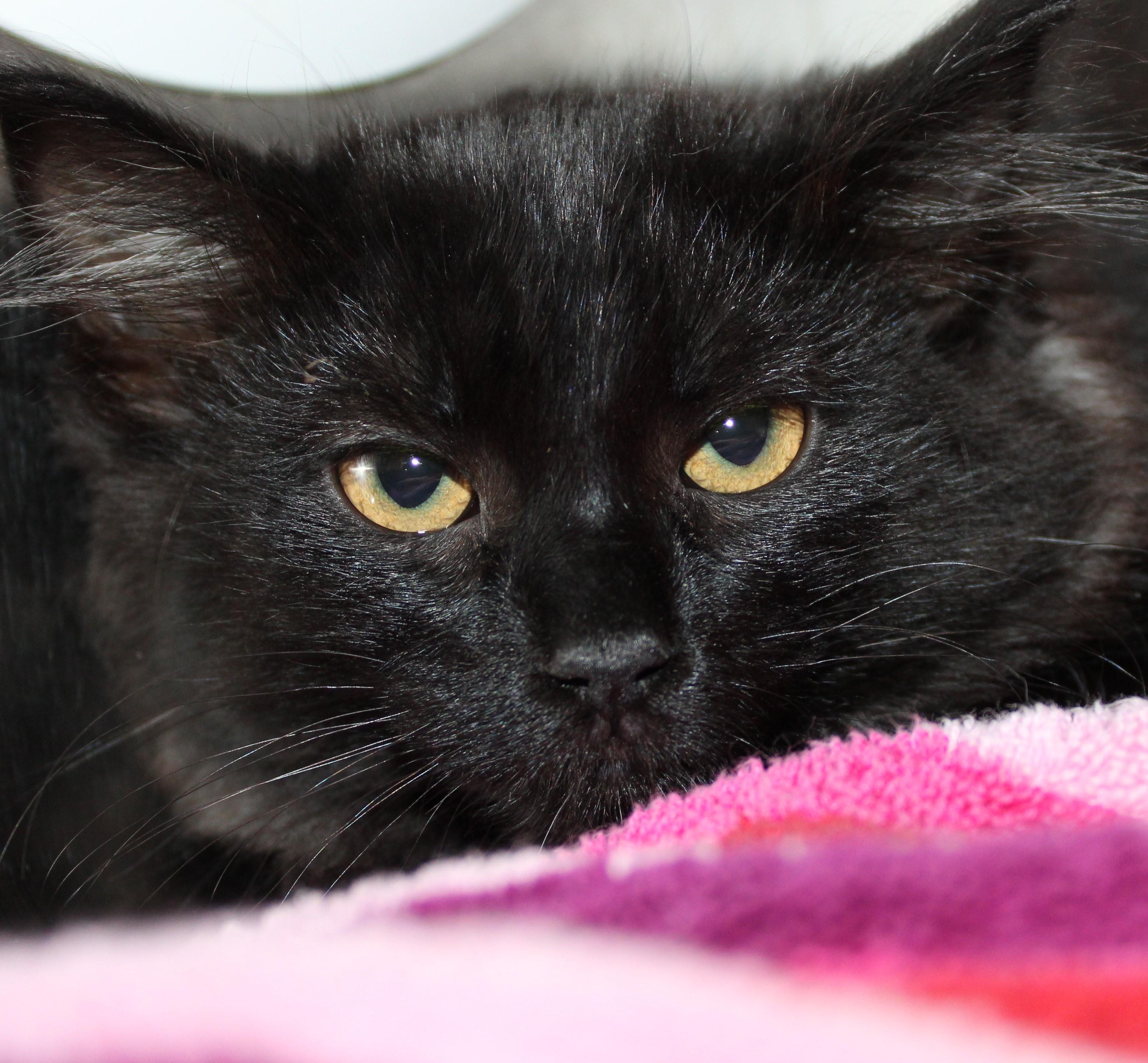 Enlarge Willow, an adopted Domestic Medium Hair in Mississauga, ON image 3/3