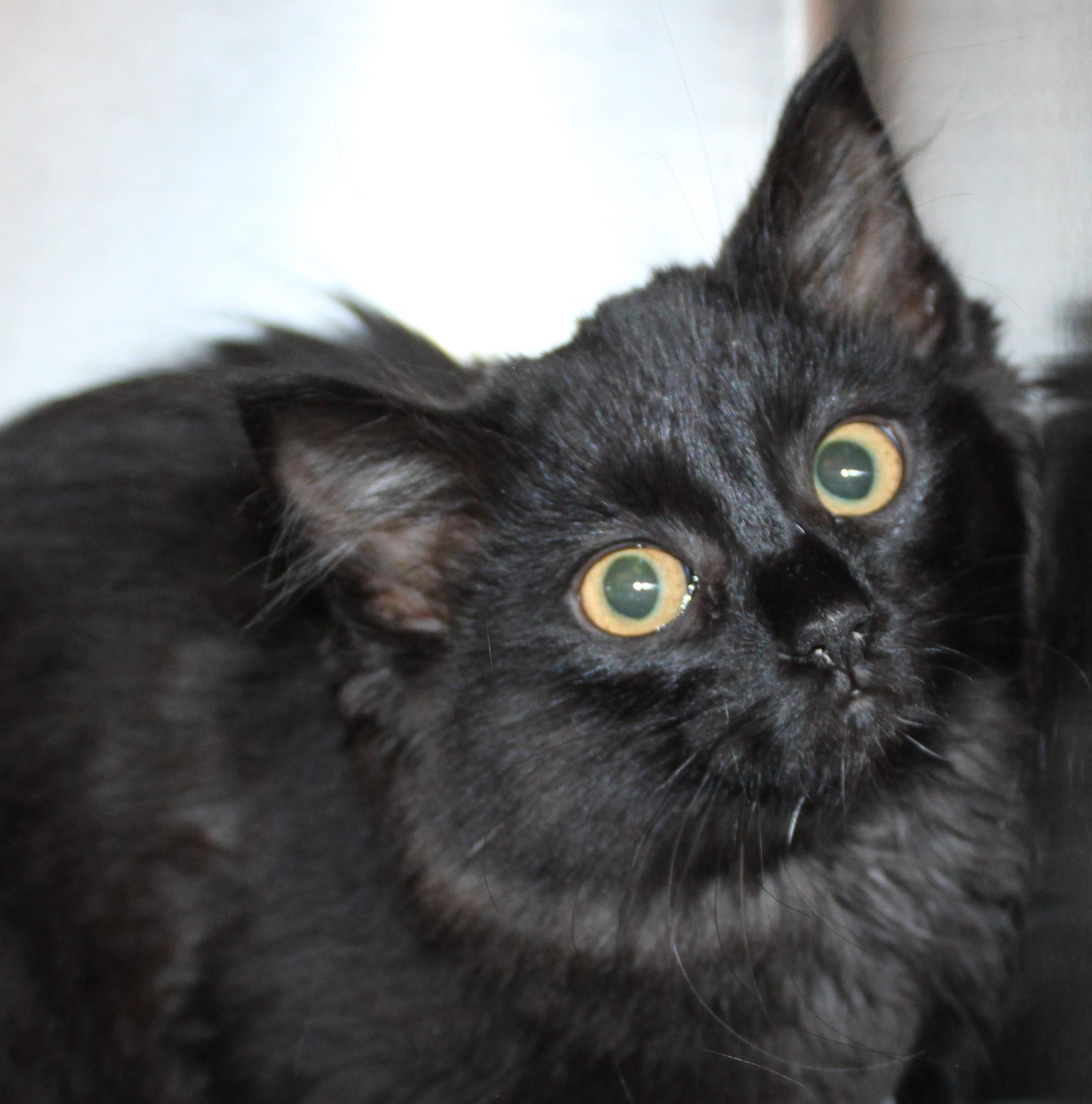 Willow, adopted, Kitten Female Domestic Medium Hair.