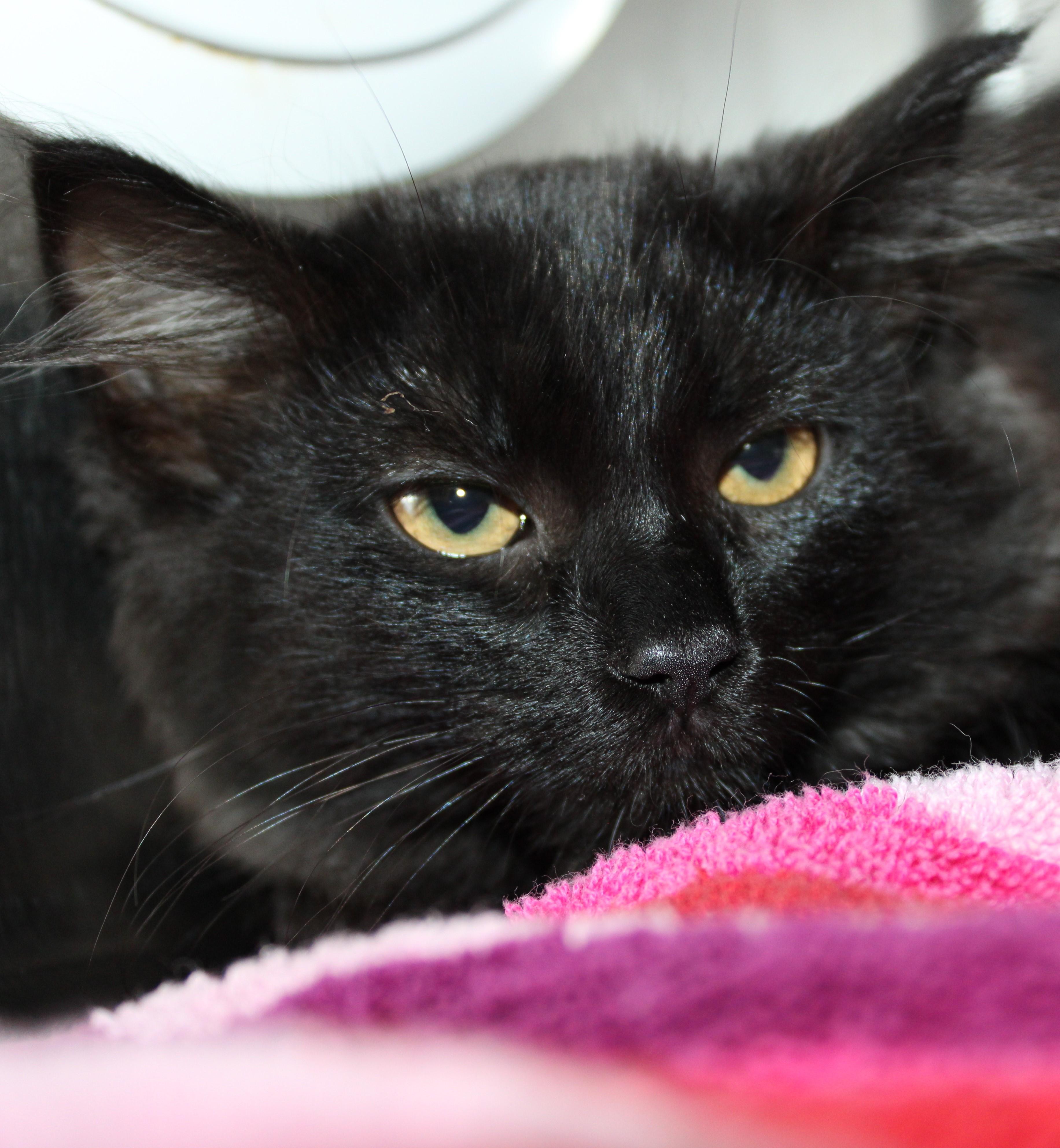 Enlarge Willow, an adopted Domestic Medium Hair in Mississauga, ON image 2/3