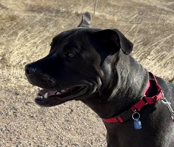 Enlarge Odin, a Adoptable Pit Bull Terrier in Golden, CO image 1/6