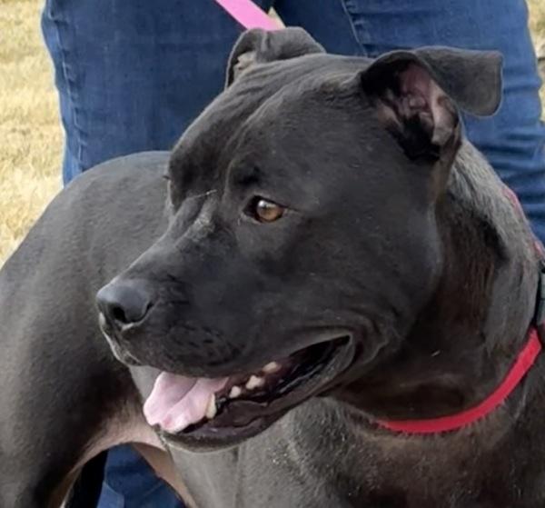 Enlarge Odin, a Adoptable Pit Bull Terrier in Golden, CO image 3/6