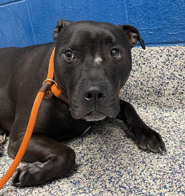 Enlarge Odin, a Adoptable Pit Bull Terrier in Golden, CO image 4/6
