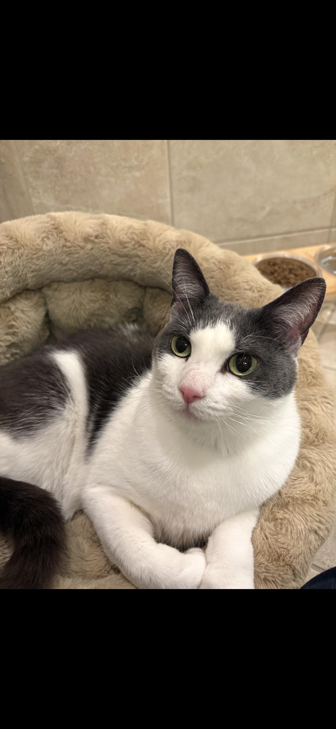 Enlarge Aurora, an adopted mixed breed in Omaha, NE image 1/1