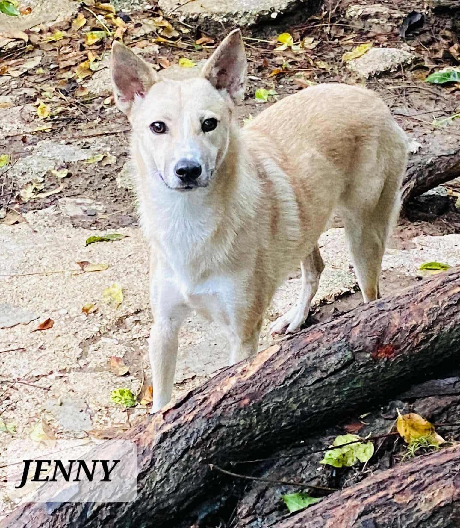 JENNY, Adoptable, Adult Female Husky & Labrador Retriever.