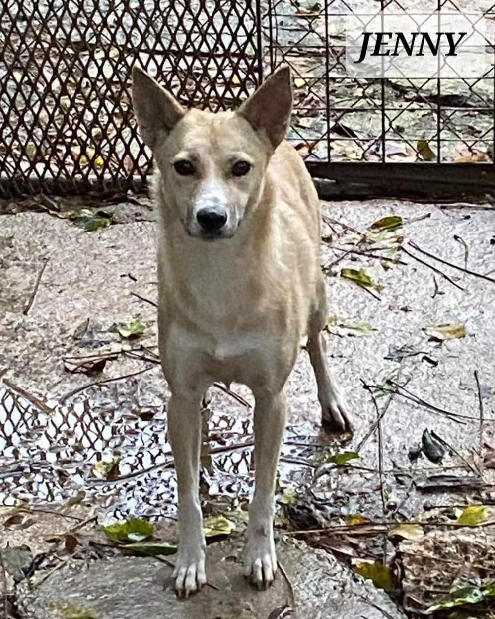 JENNY, a Adoptable mixed breed in Villalba, PR image 2/4