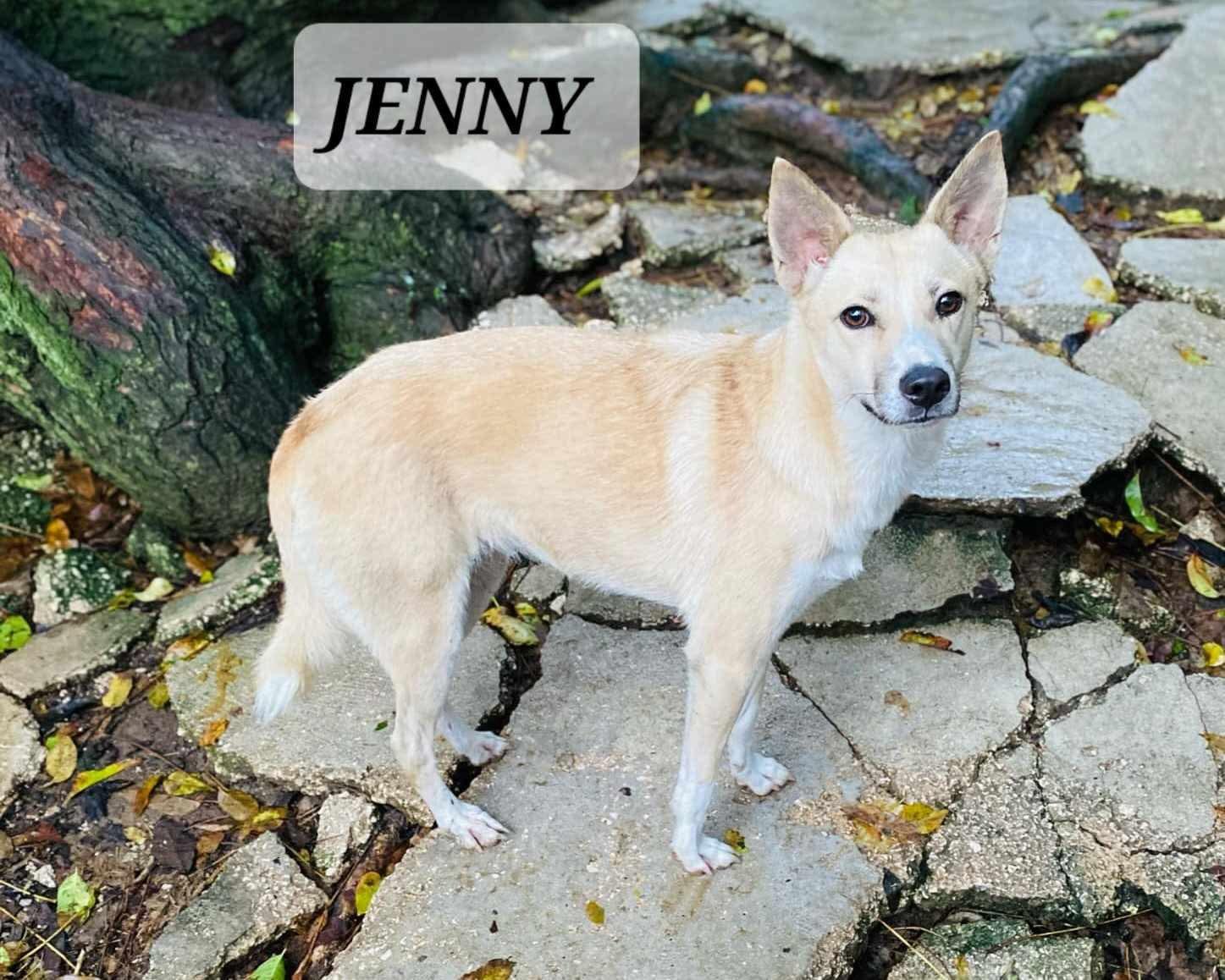 JENNY, Adoptable, Adult Female Husky & Labrador Retriever.